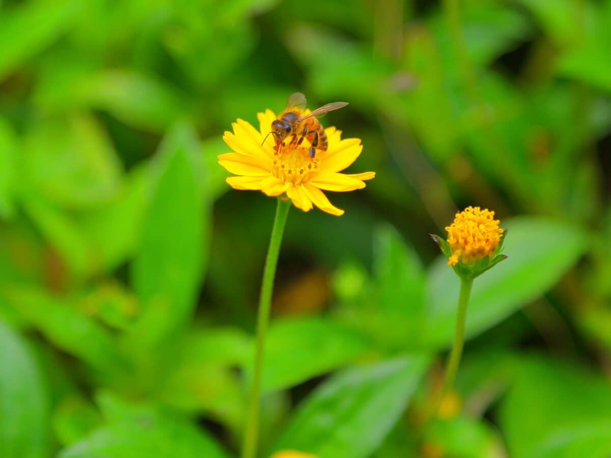 ミツバチと葉っぱ